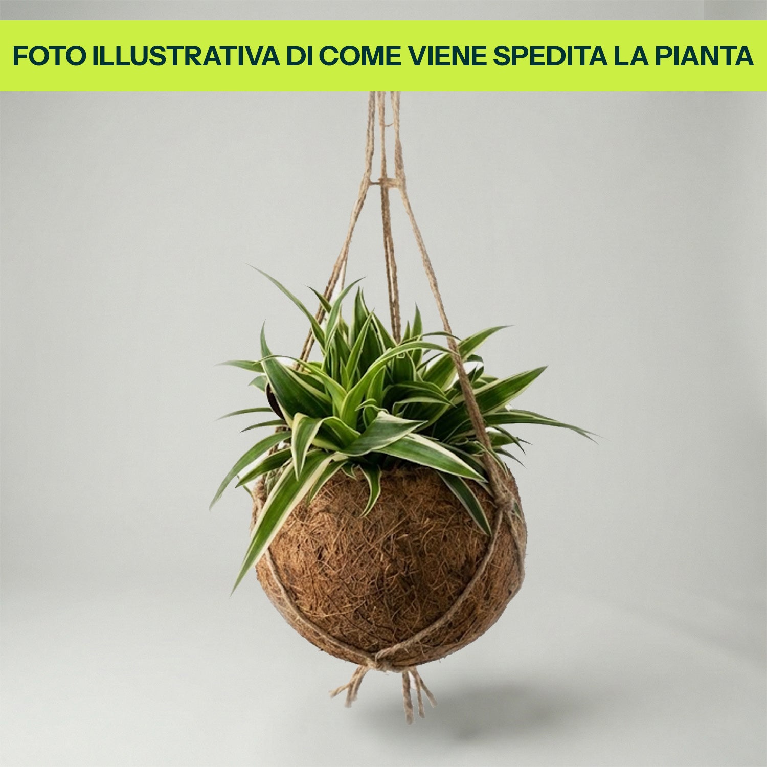 Chlorophytum Ocean in Kokodama in Vaso da 12cm