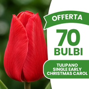Offerta 70 Bulbi di Tulipano Single Early Christmas Carol