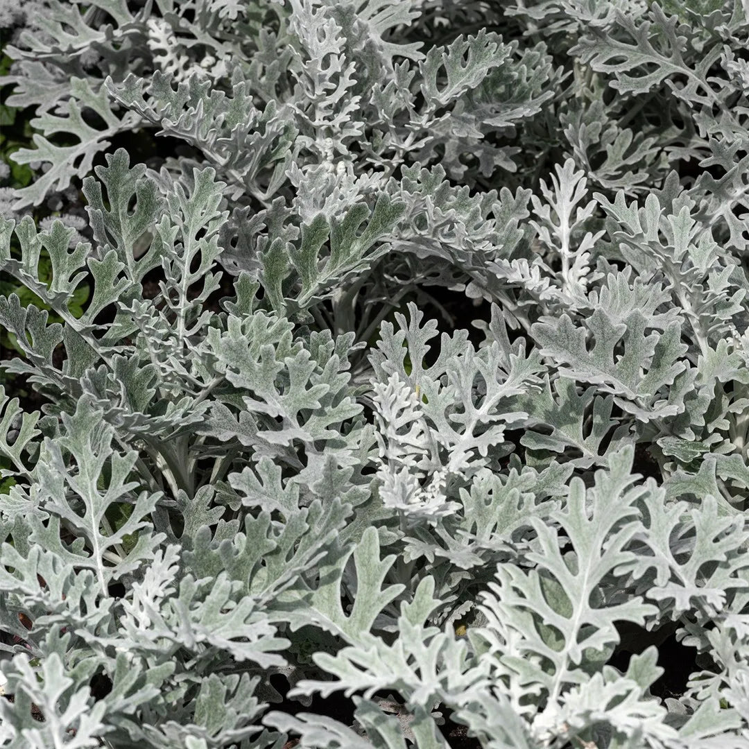 Cineraria Marittima in Vaso da 14cm