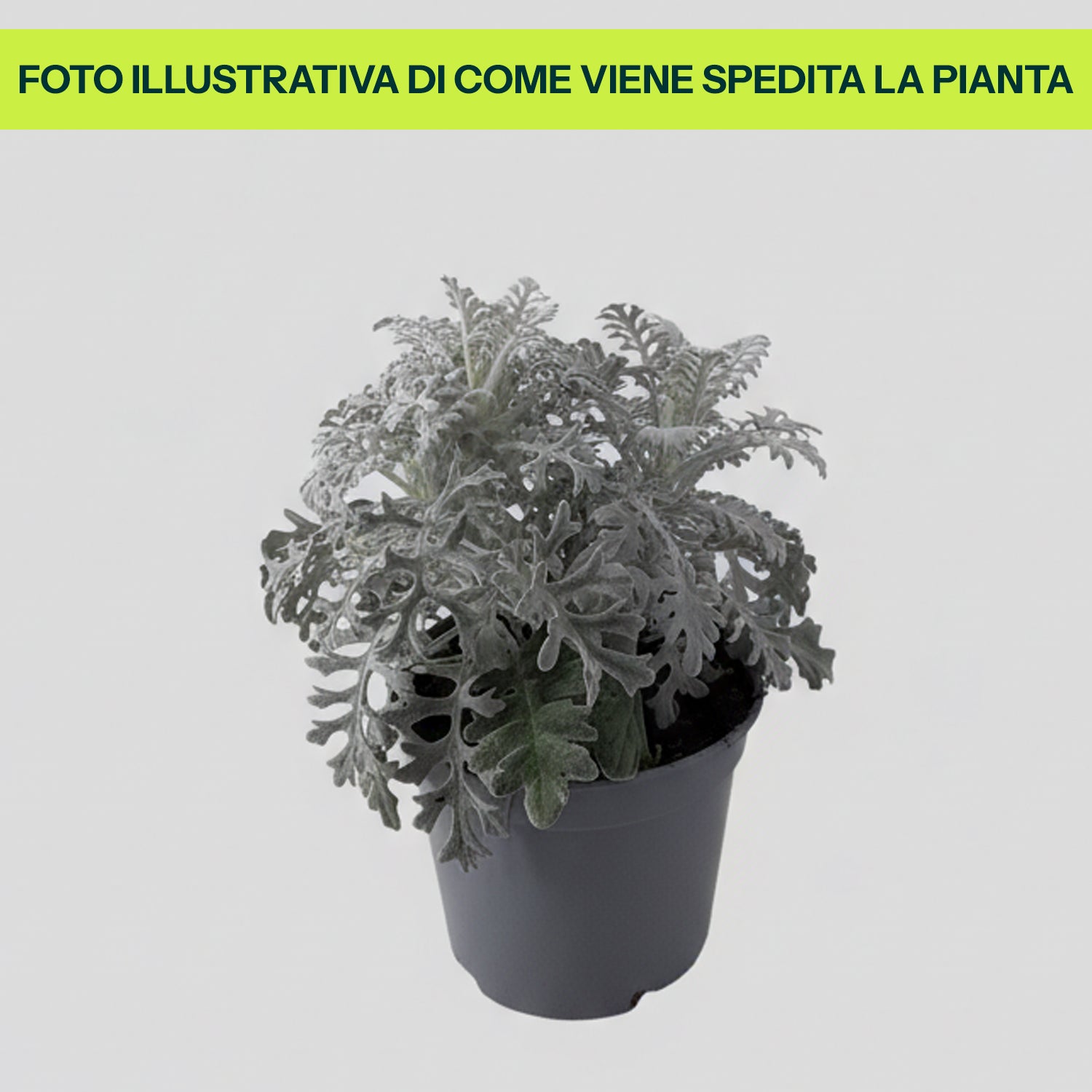 Cineraria Marittima in Vaso da 14cm