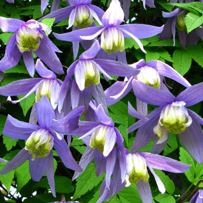 Clematis Frances Rivis in Vaso da 16cm
