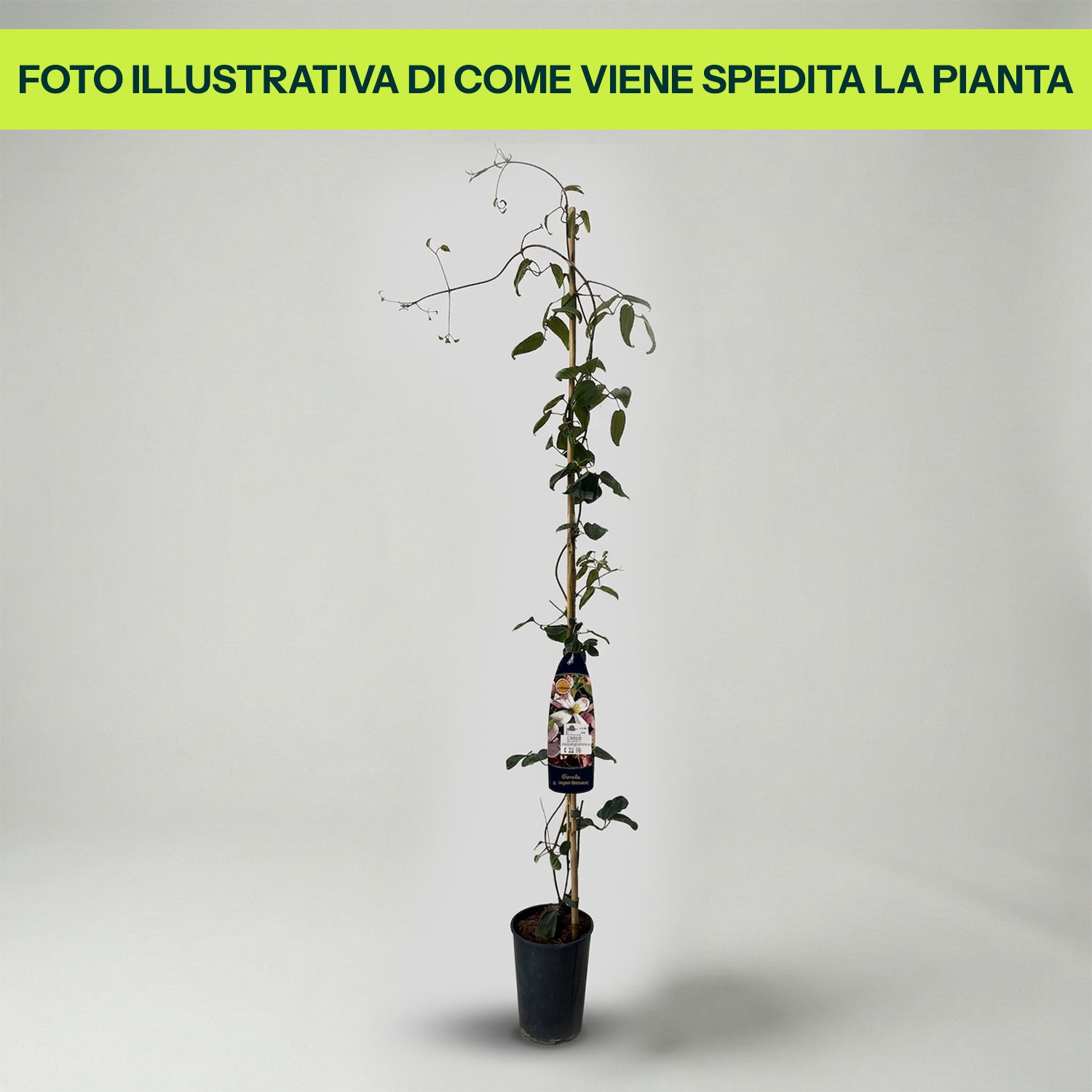 CLEMATIDE CLEMATIS ARMANDII APPLE BLOSSOM  VASO 16CM