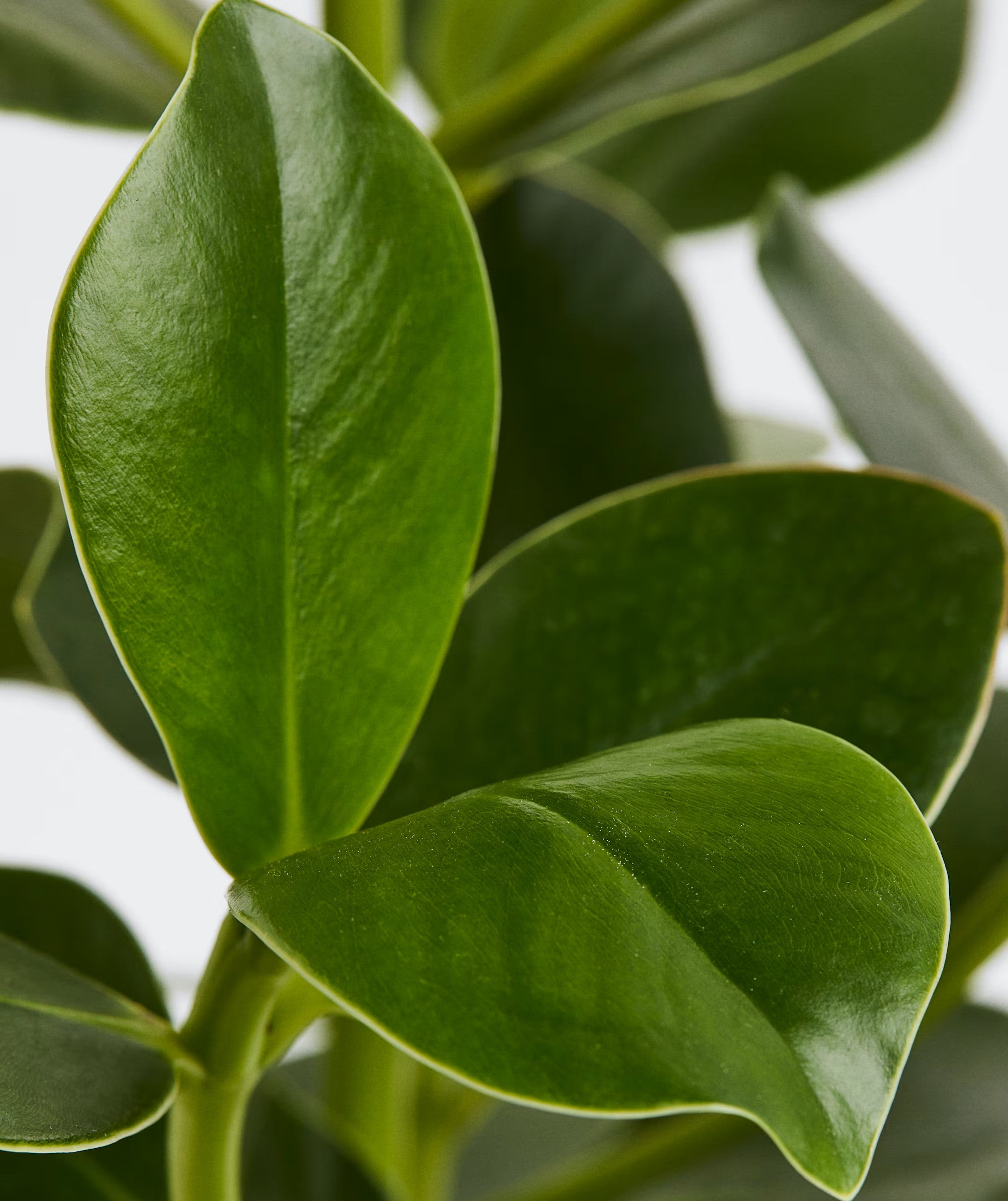 Clusia Rosea Princess in Vaso da 17cm