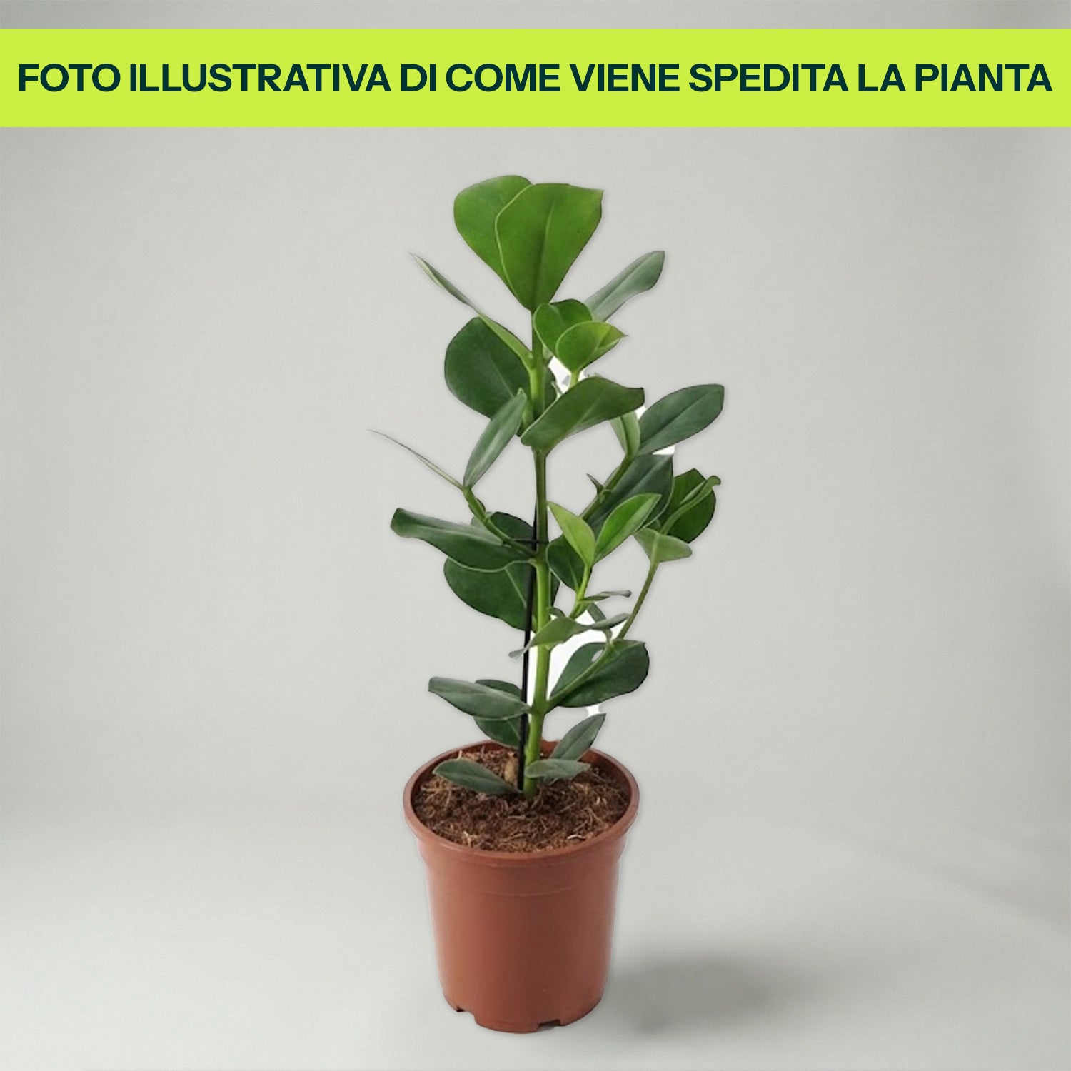 Clusia Rosea Princess in Vaso da 17cm