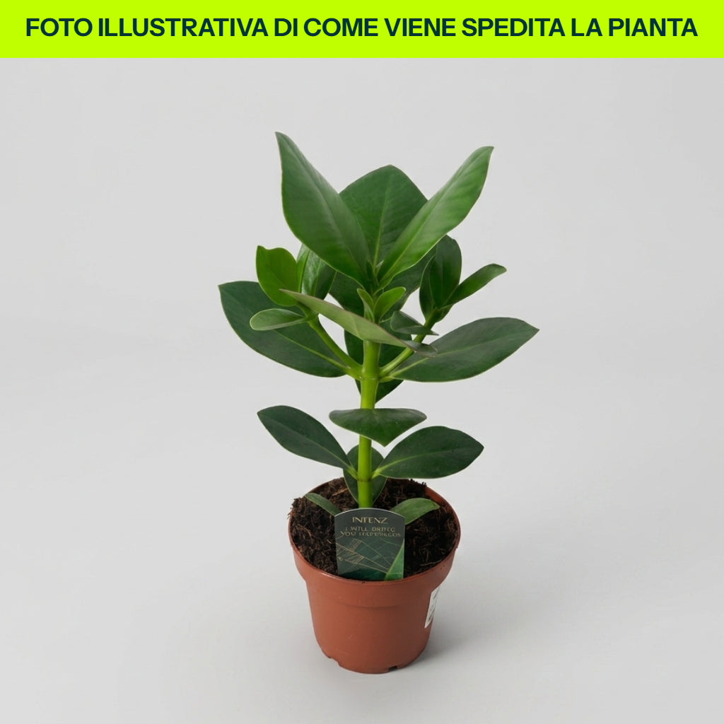 Clusia Rosea Princess in Vaso da 12cm