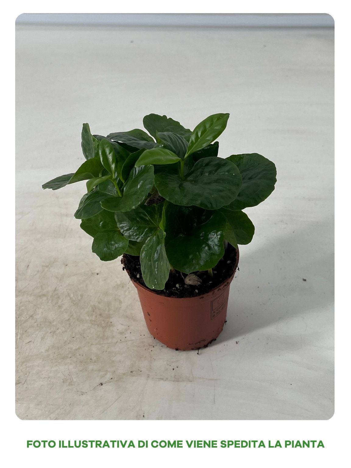 Coffe Arabica in Vaso da 9cm