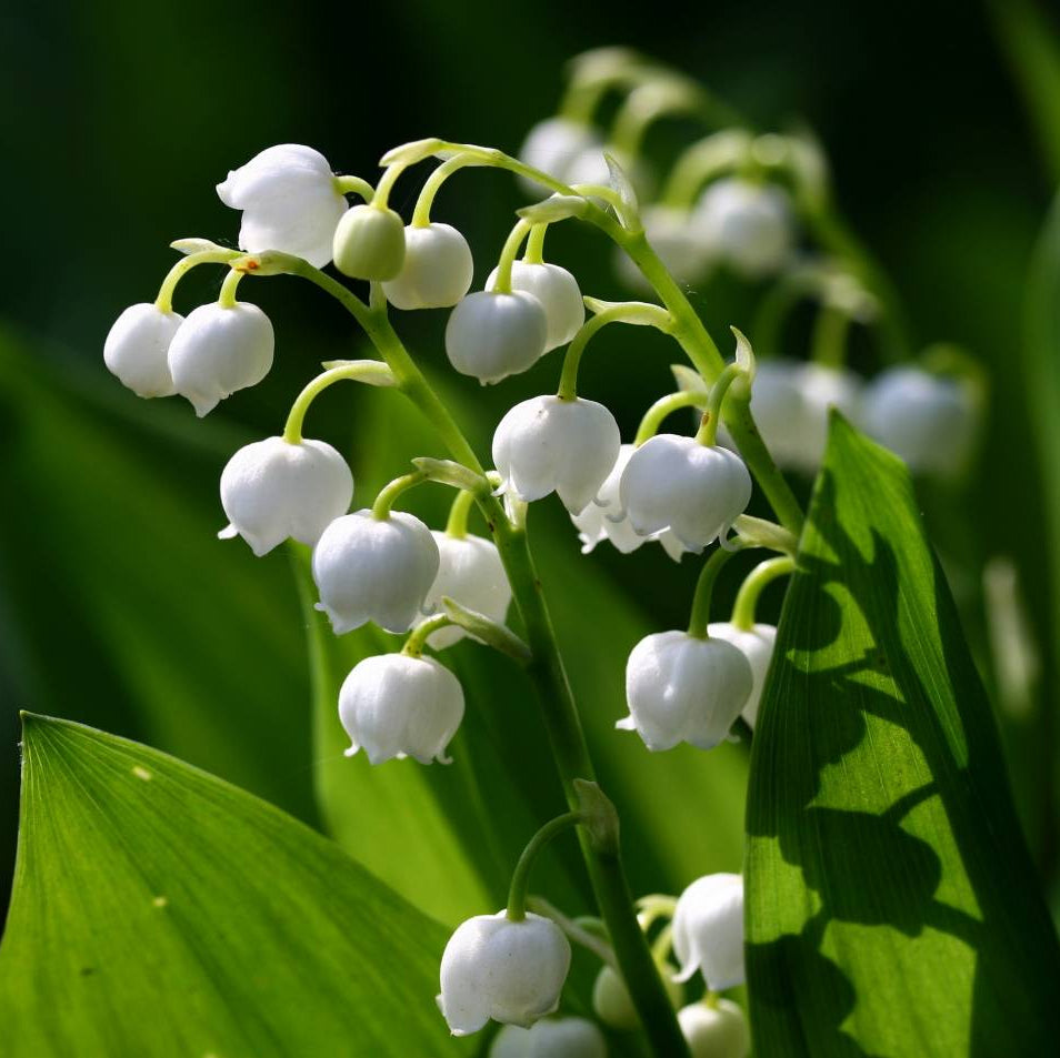 Convallaria Mughetto in Vaso da 17cm
