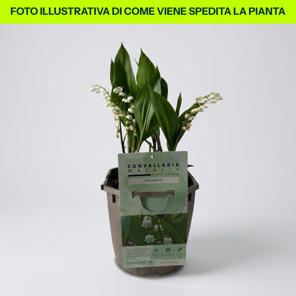 Convallaria Mughetto in Vaso da 17cm
