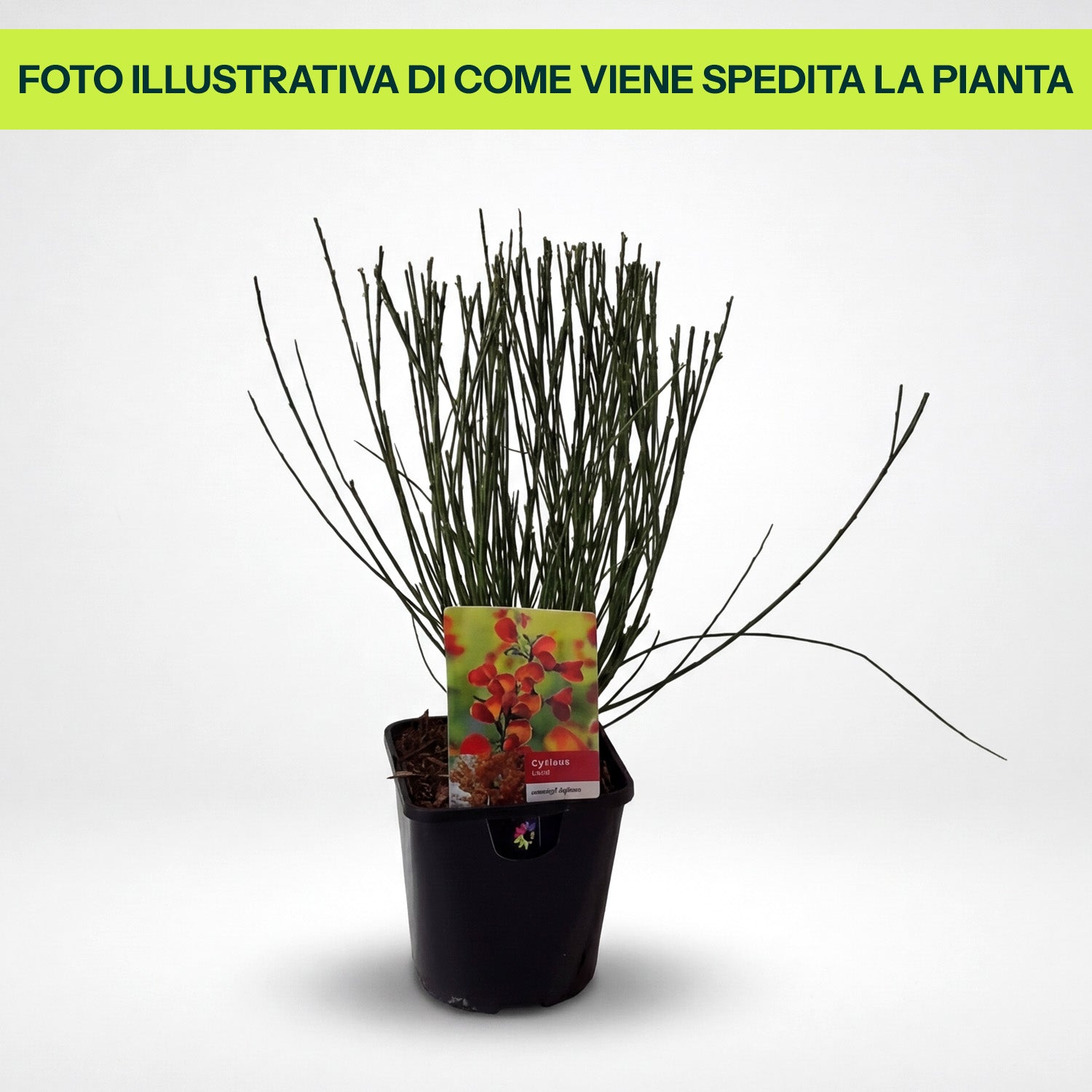 Cytisus Lena in Vaso da 14cm
