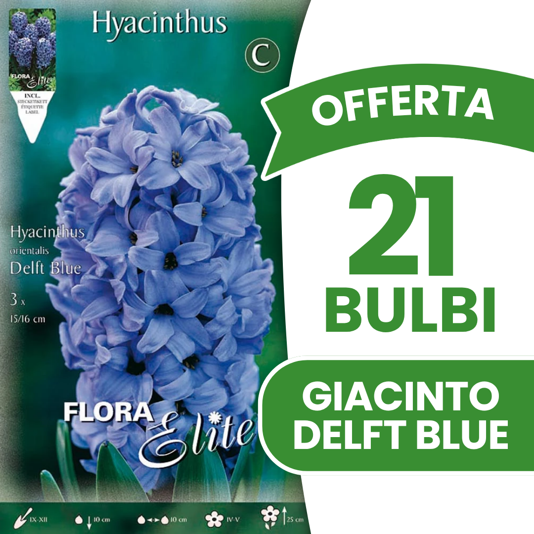 JACINTHE BLAUW DE DELFT (LOT DE 3 AMPOULES)