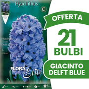DELFTER BLAUE HYAZINTHE (PACKUNG MIT 3 ZWIEBELN)
