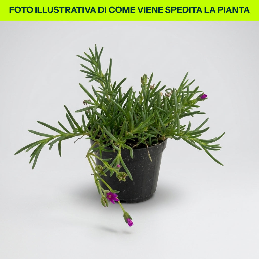 DELOSPERMA 14CM TOPF, VERSCHIEDENE FARBEN
