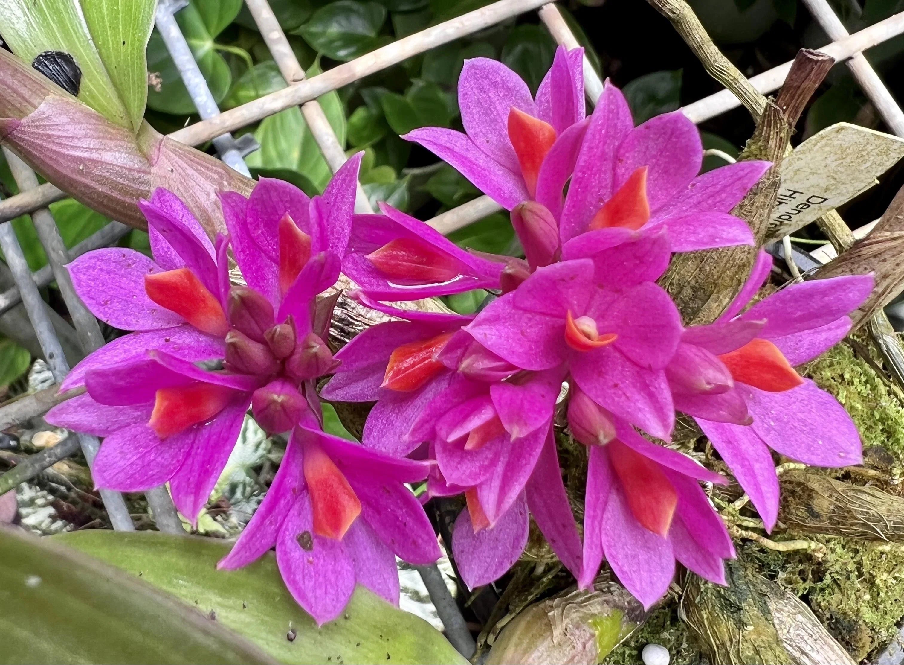 ORCHIDEA DENDROBIUM FUCSIA IN VASO 9CM