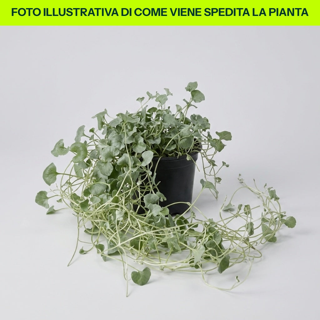 Dichondra Silver in vaso da 12cm