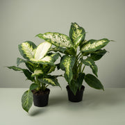 DIEFFENBACHIA CAMILLA POT DE 12 CM
