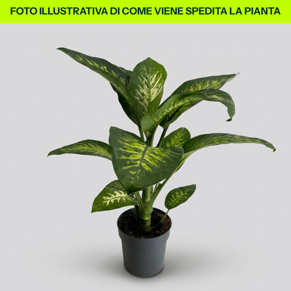 DIEFFENBACHIA TROPIC SNOW VASE 21CM