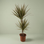 DRACENA COLORAMA ROUGE 30/10 EN POT 15CM