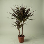 DRACENA MAGENTA IN VASO 17CM