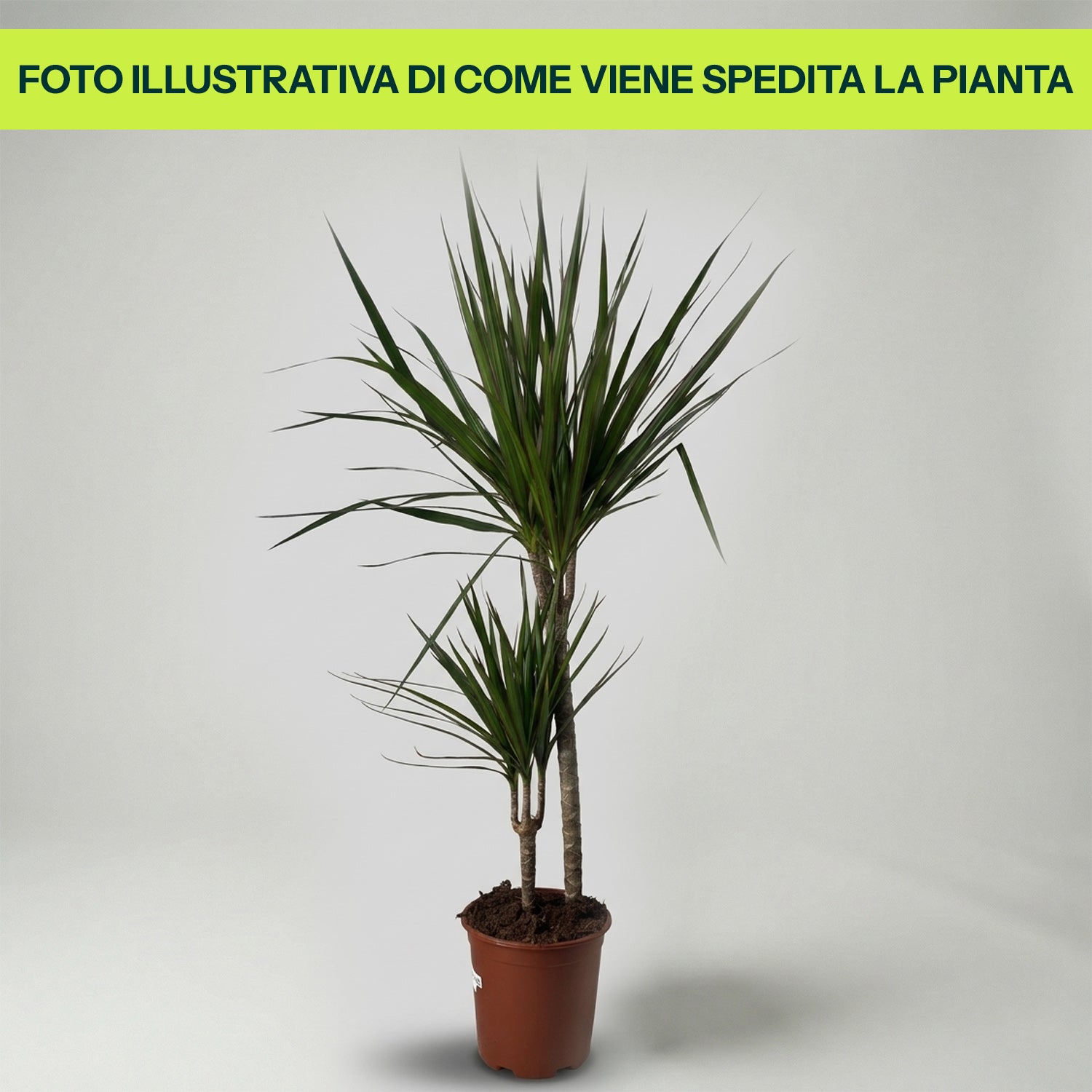 DRACAENA MARGINATA 17CM TOPF – Peragashop