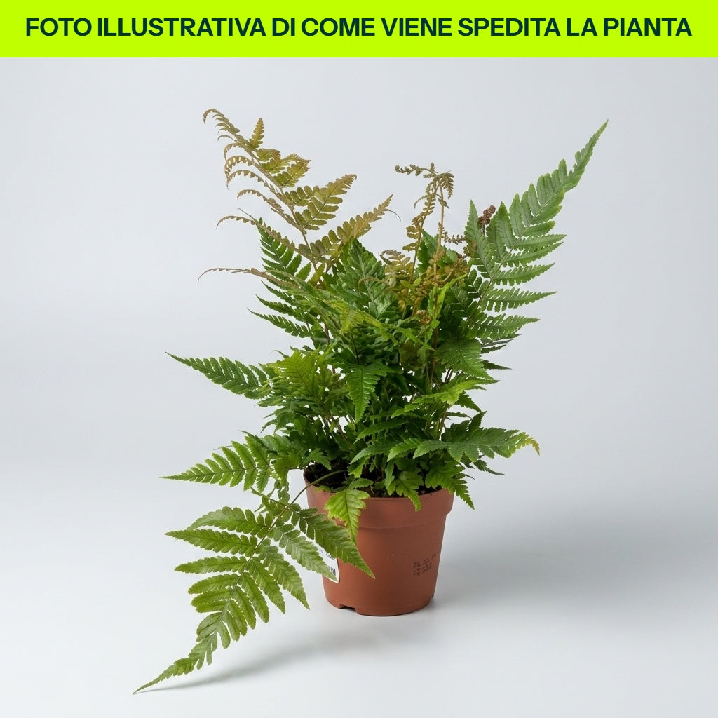 Fougère Dryopteris Erythrosora en pot de 18 cm