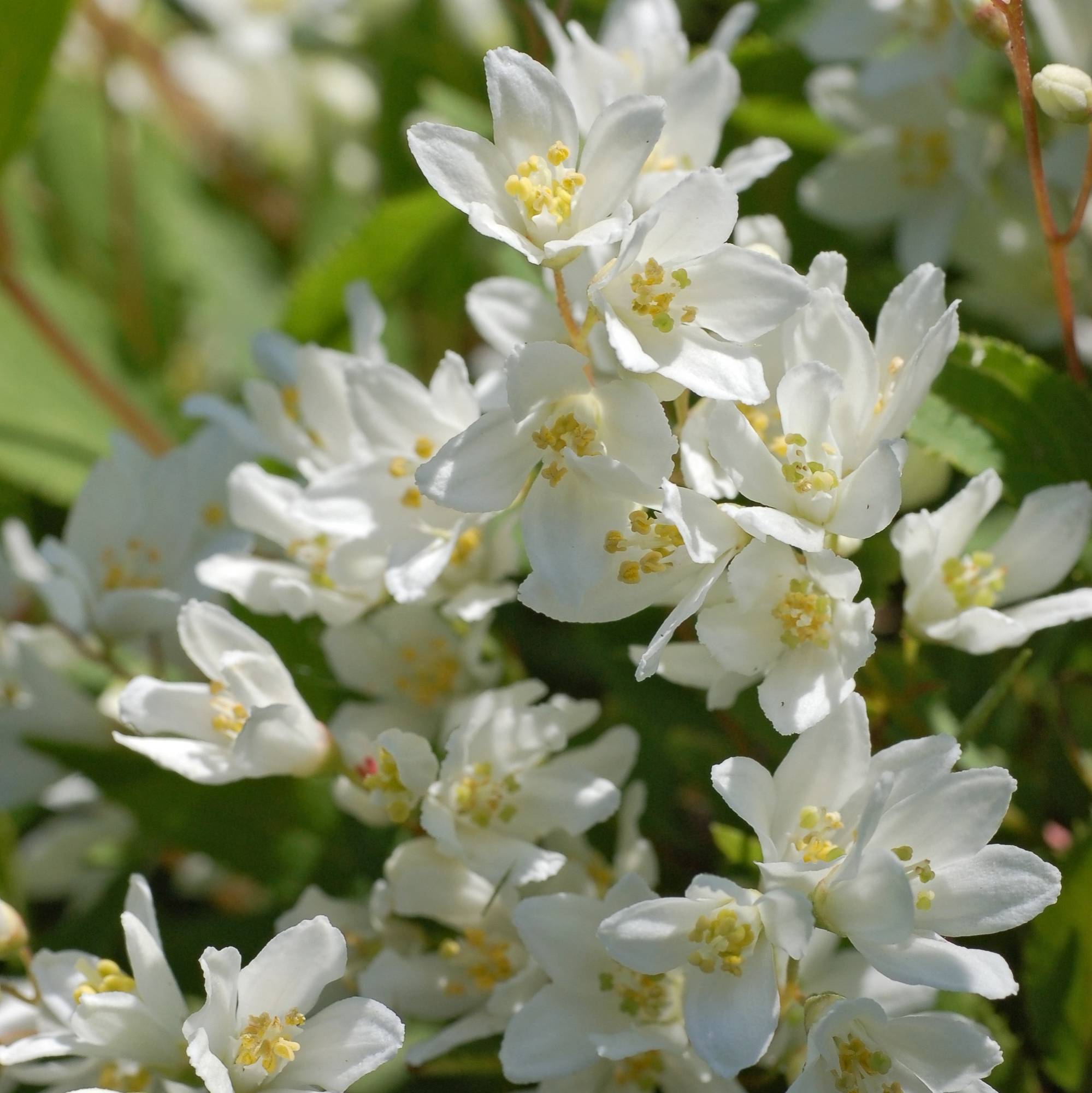 Deutzia Gracilis Nikkon in Vaso da 19cm