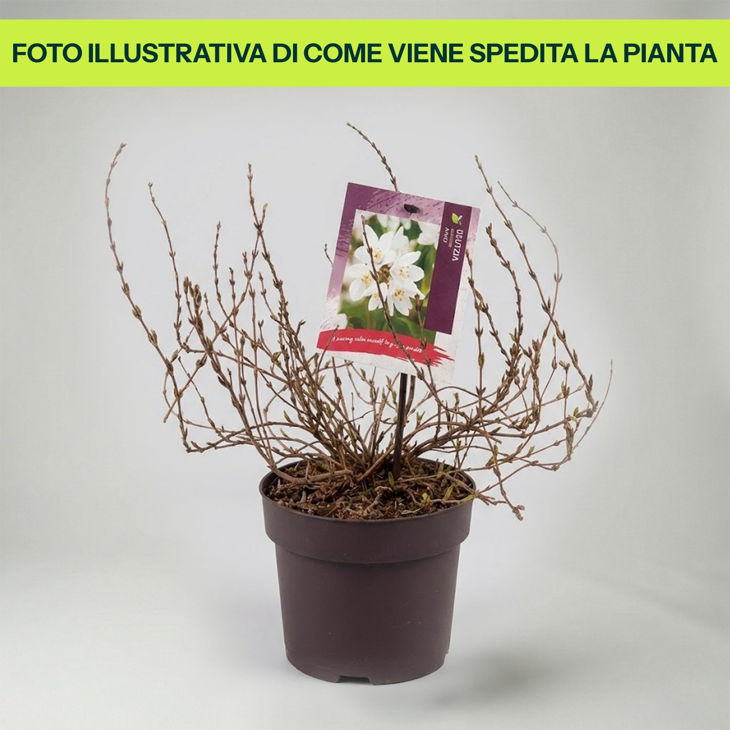 Deutzia Gracilis Nikkon in Vaso da 19cm