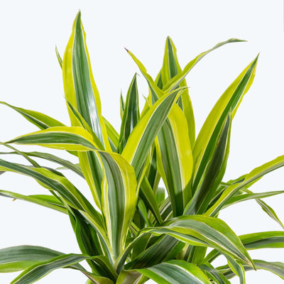 Dracena Fragrans Lemon Lime in Vaso da 16cm