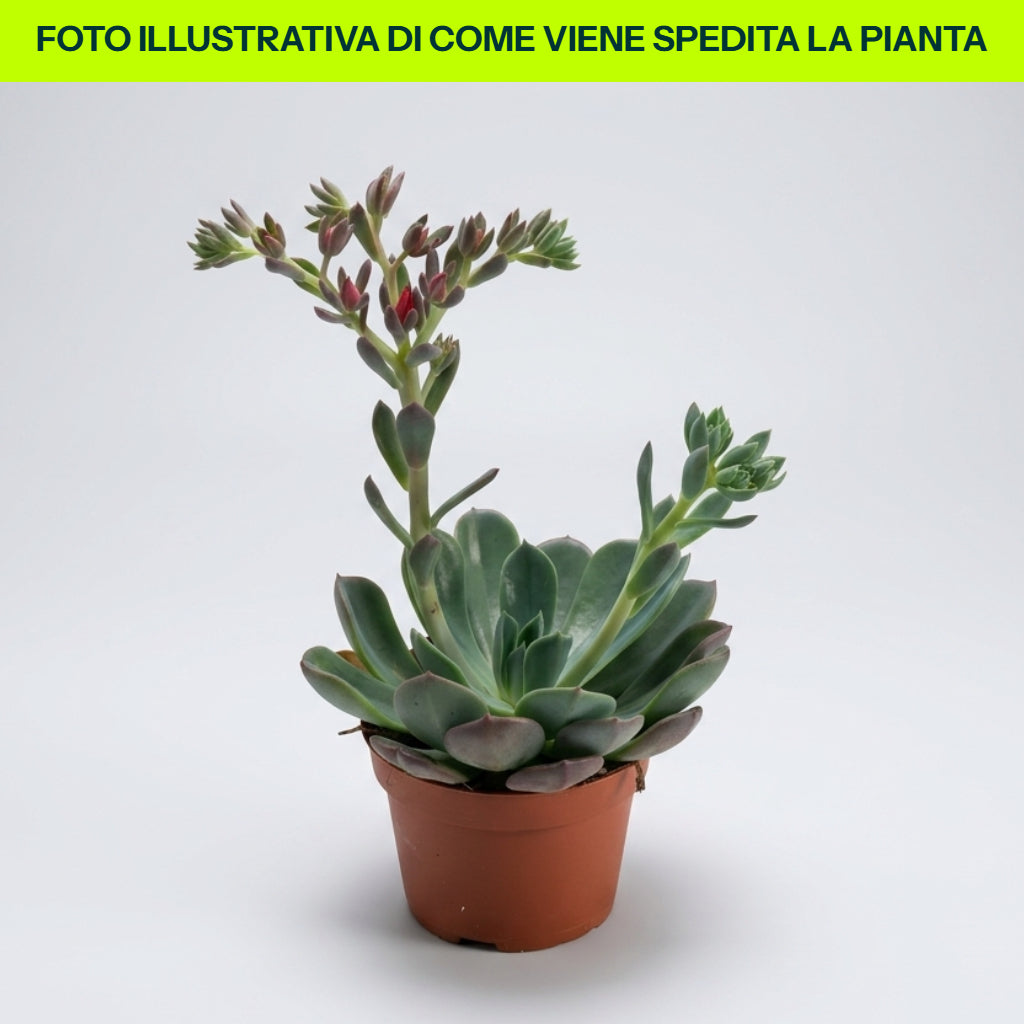 Echeveria-Mischung im 12-cm-Topf