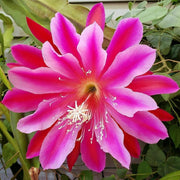 Guzmania Yeltix im 12-cm-Topf