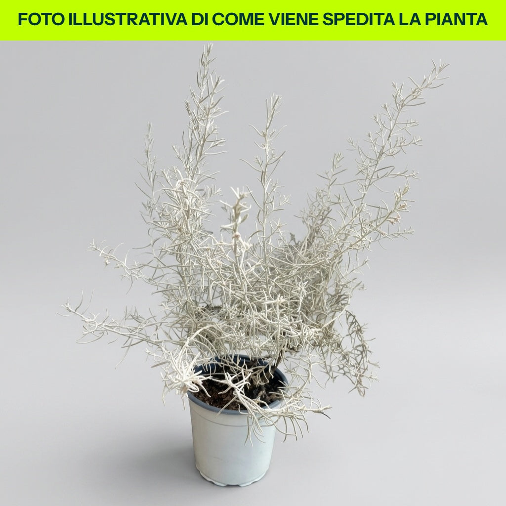 EREMOPHILA NIVEA 16CM TIEFGANG