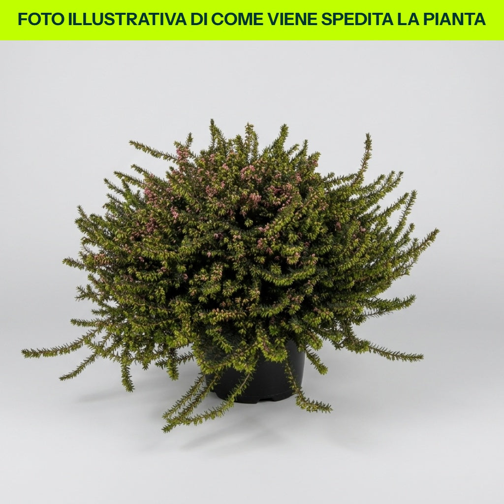 ERICA DARLEYENSIS COLORI ASSORTITI IN CIOTOLA 24CM