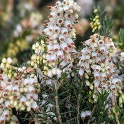 ERICA DARLEYENSIS COULEURS ASSORTIES POT DE 12 CM
