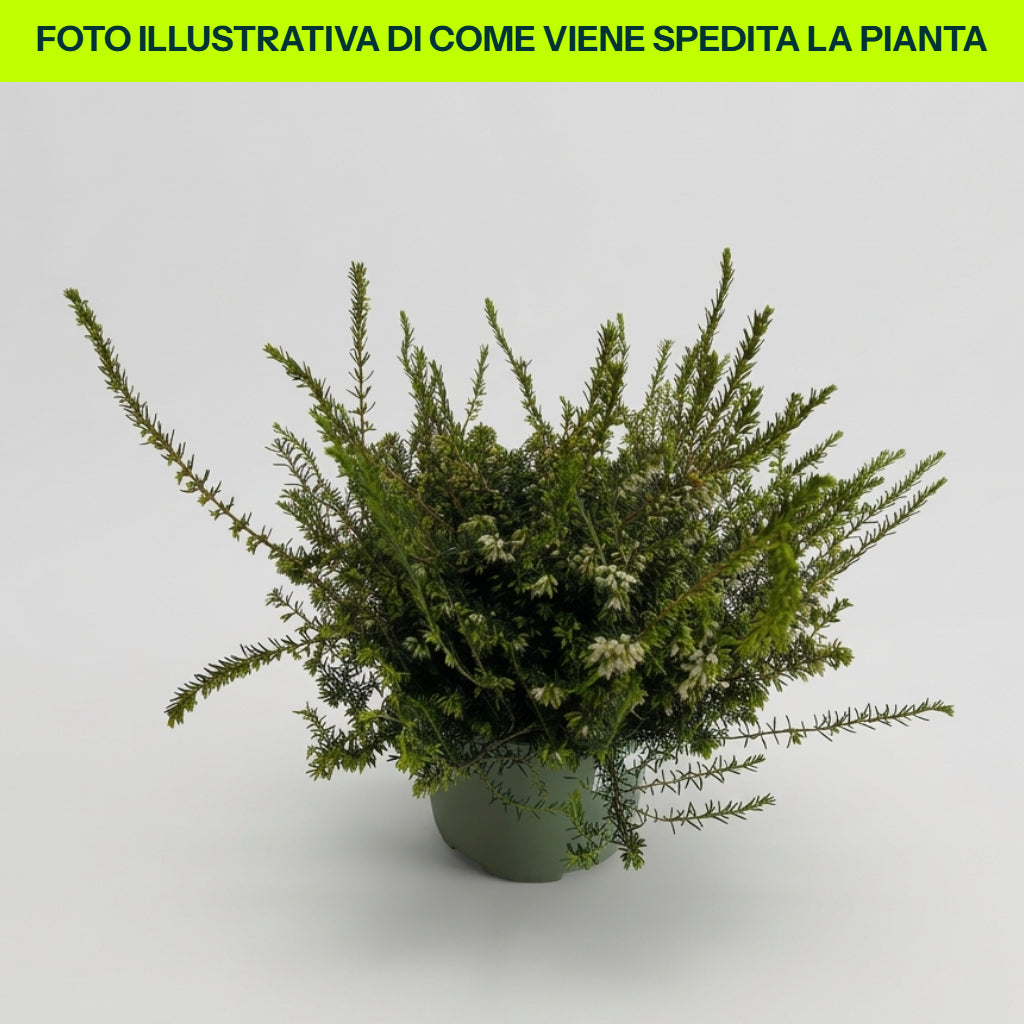ERICA DARLEYENSIS COULEURS ASSORTIES POT DE 12 CM