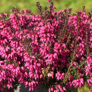 ERICA DARLEYENSIS COULEURS ASSORTIES POT DE 12 CM