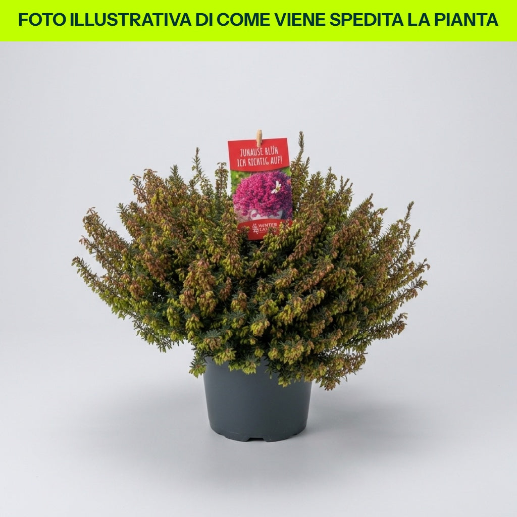 ERICA DARLEYENSIS COULEURS ASSORTIES POT DE 12 CM