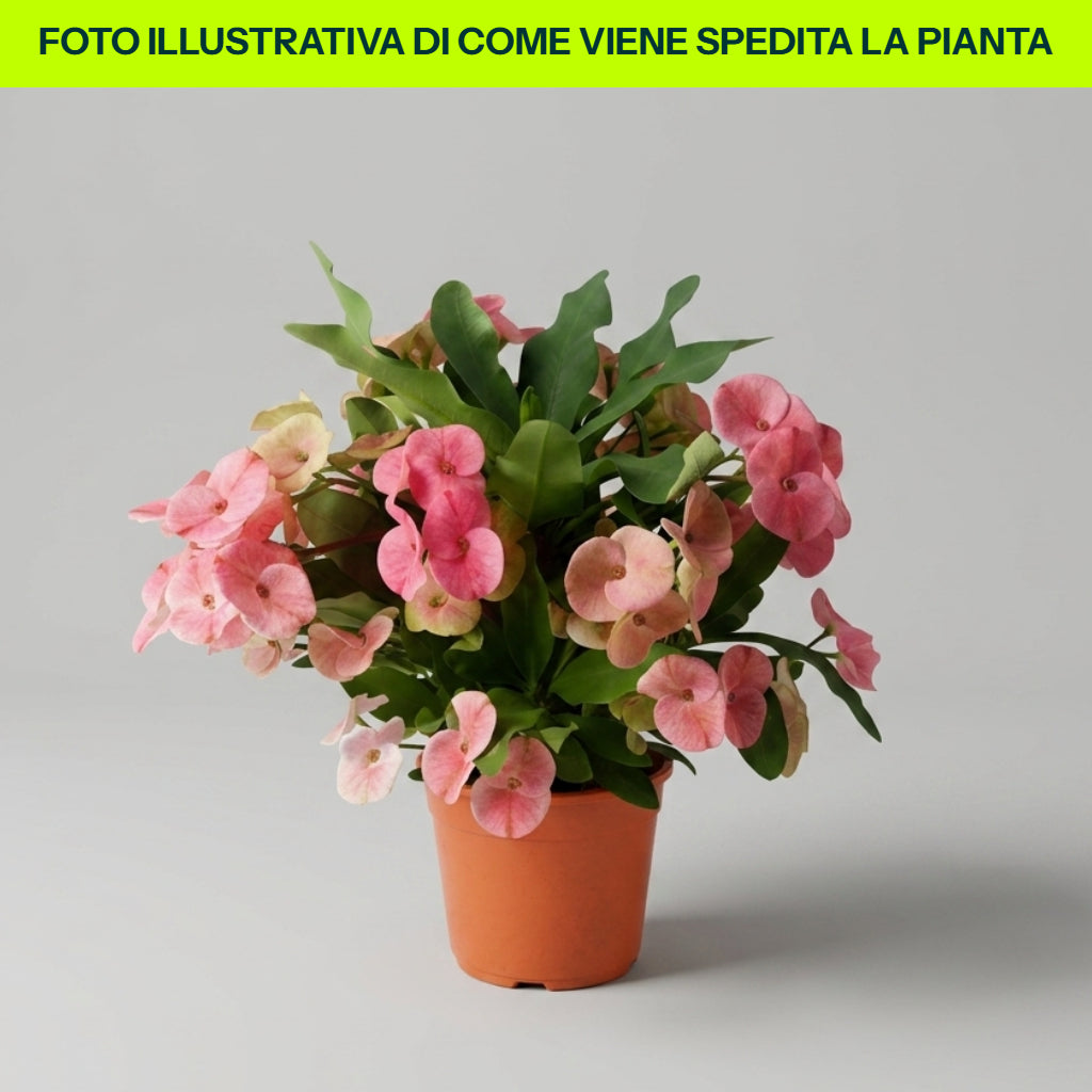 Guzmania Yeltix im 12-cm-Topf