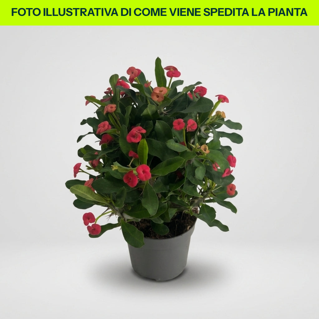 VASE EUPHORBIA MILIII VULCANUS ROUGE 12CM