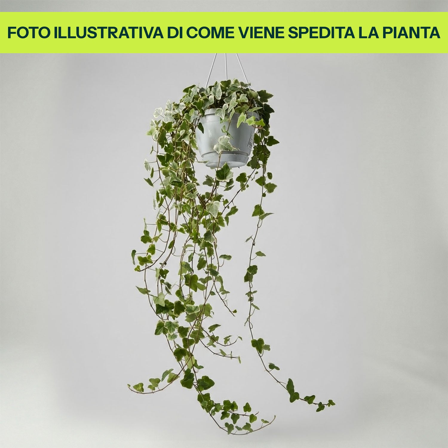 Edera Variegata White Wonder in Basket da 17cm