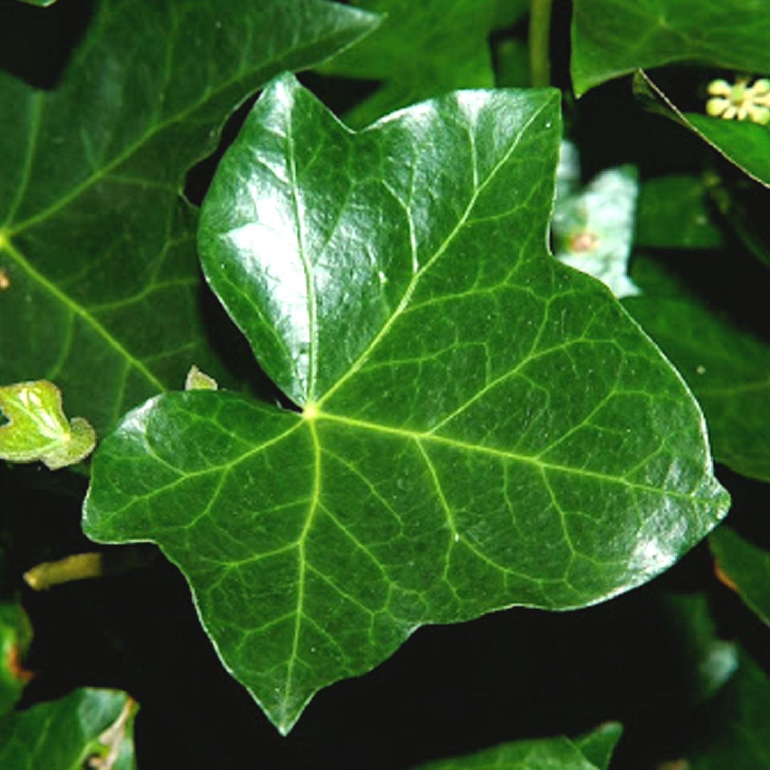 Edera Verde in Basket da 17cm