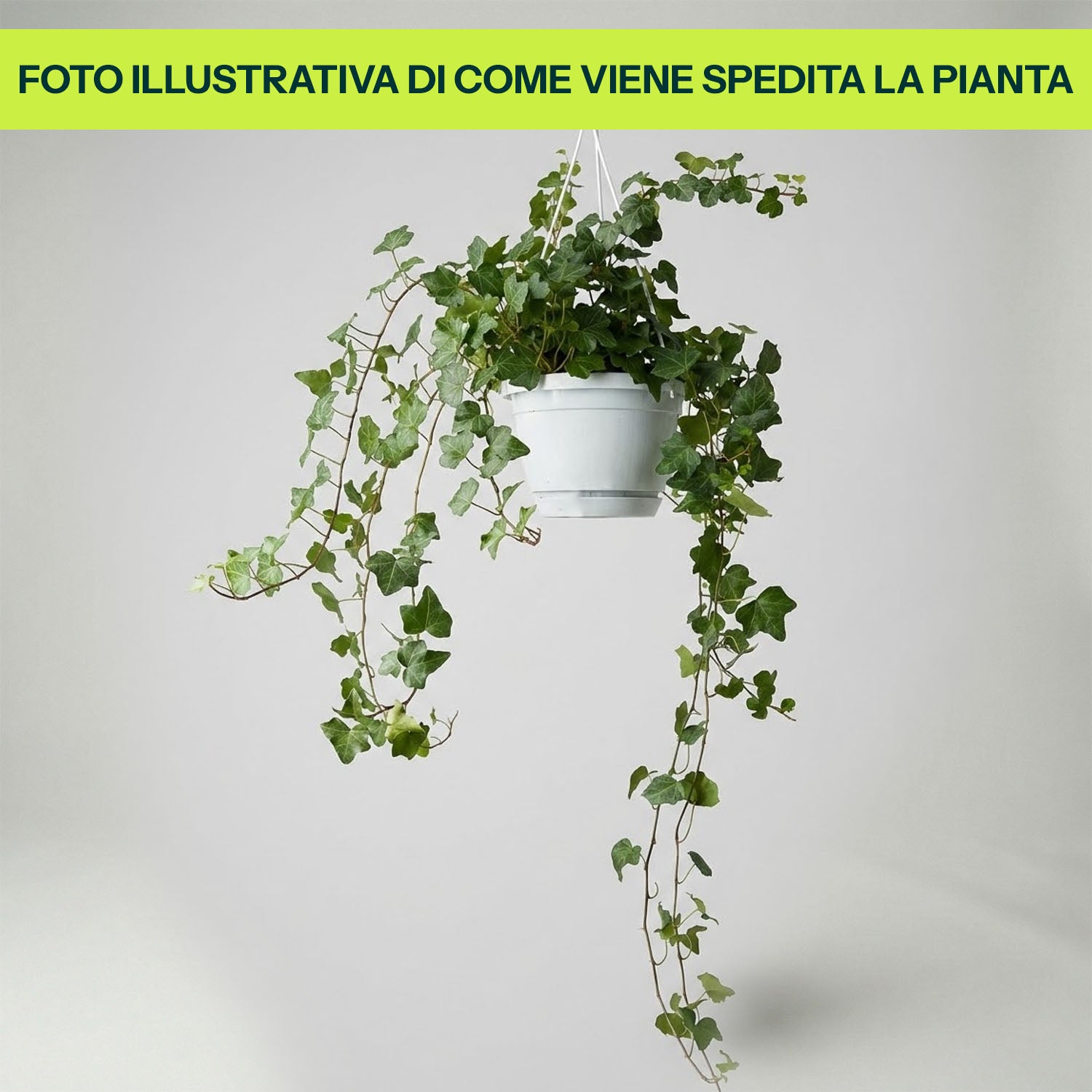 Edera Verde in Basket da 17cm