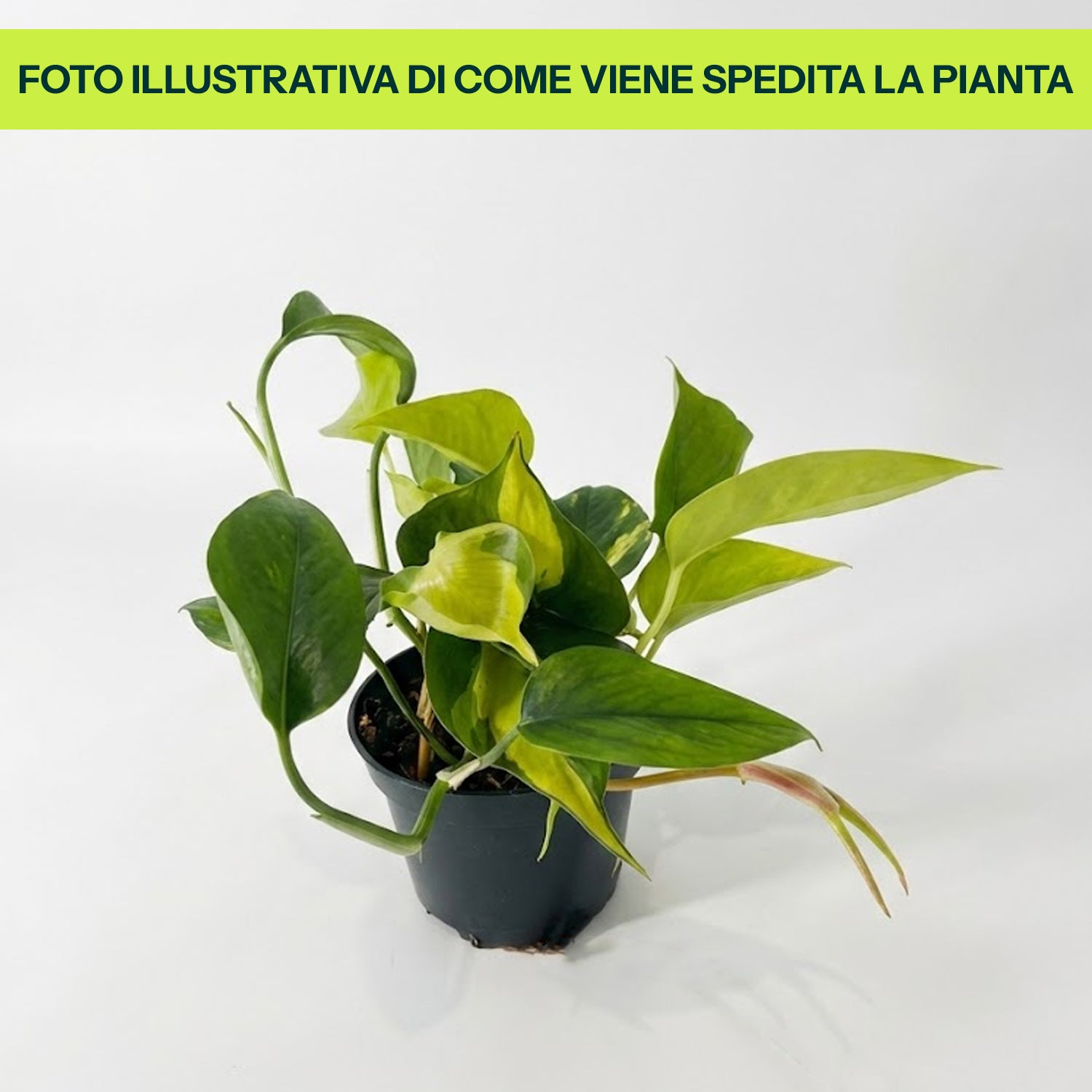 Epipremnum Neon Variegato in Vaso da 12cm