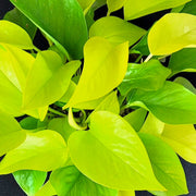 Guzmania Yeltix en pot de 12 cm