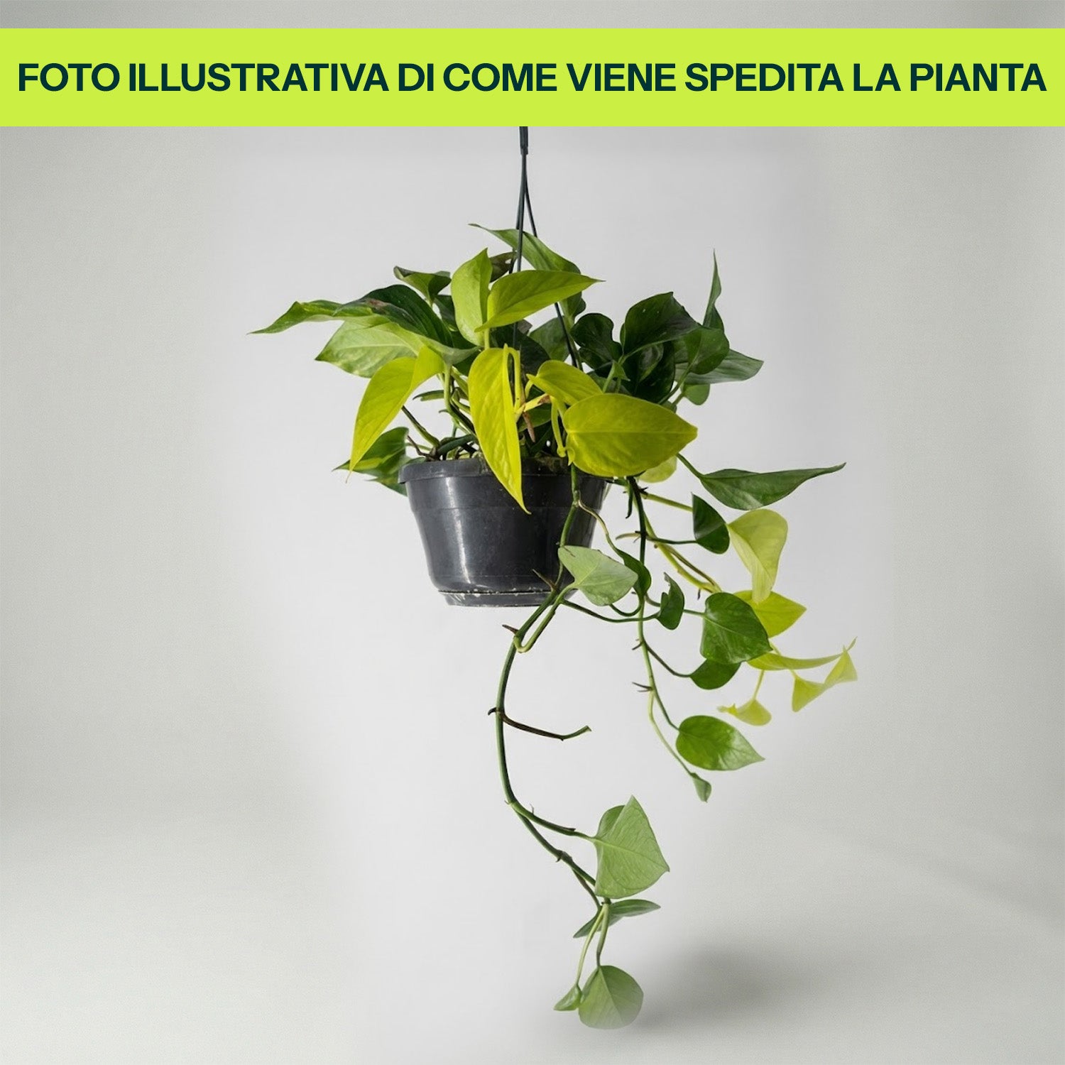 Guzmania Yeltix en pot de 12 cm