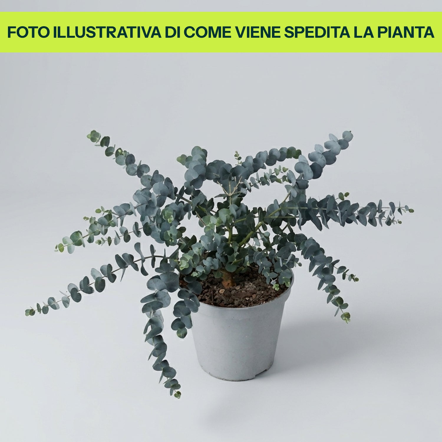 Guzmania Yeltix im 12-cm-Topf