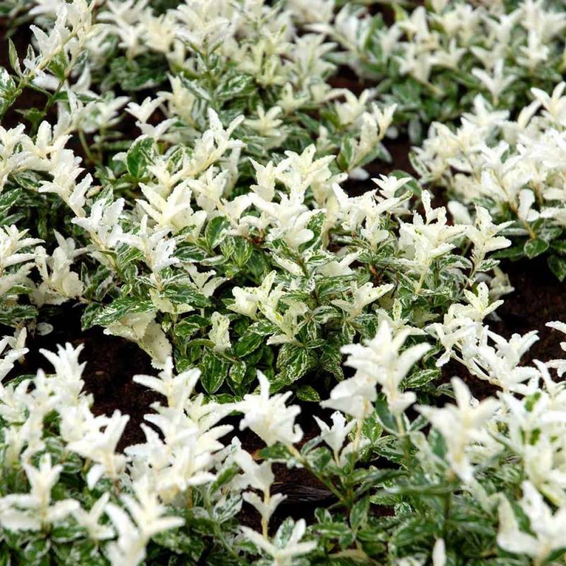 Euonymus Fort. Harlequin in Vaso da 15cm
