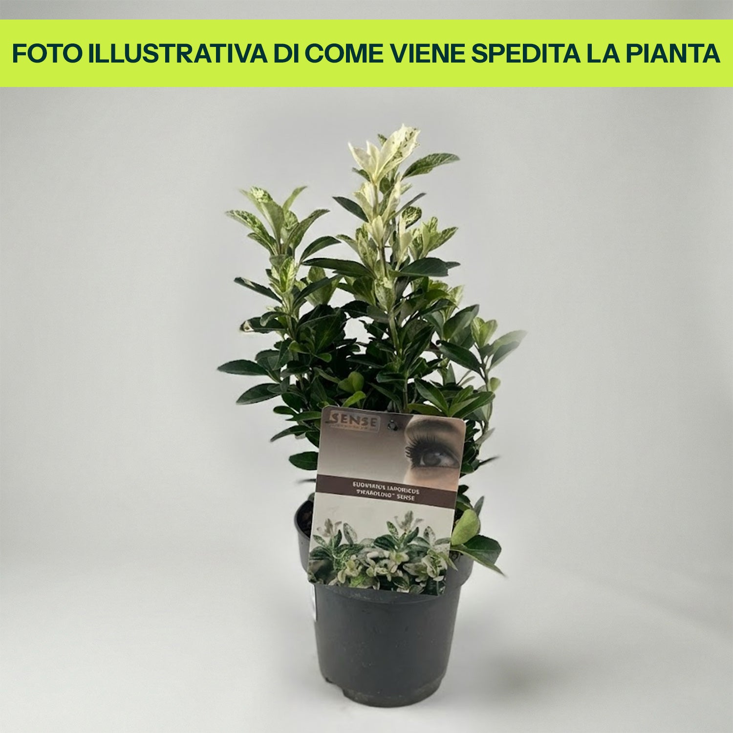 Guzmania Yeltix im 12-cm-Topf