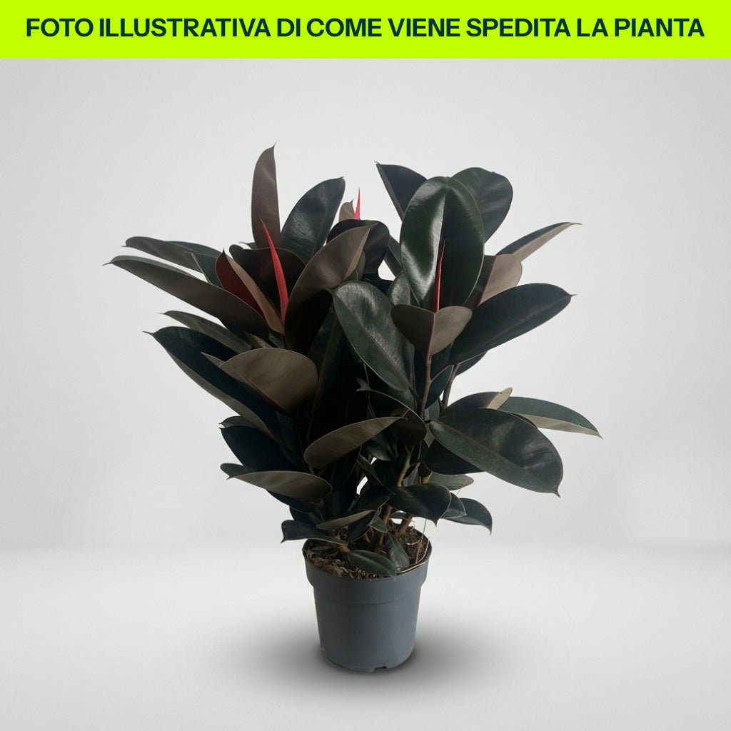 FICUS ELASTICA ABIDJAN 13CM TOPF