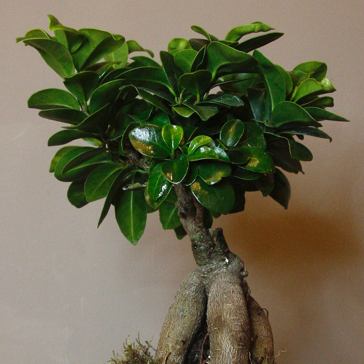 Pot de ginseng FICUS MICROCARPA 12 cm