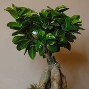 Pot de ginseng FICUS MICROCARPA 12 cm