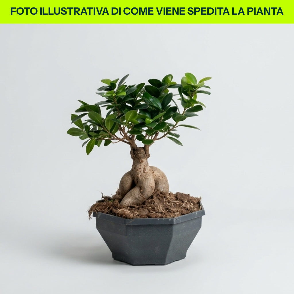 Pot de ginseng FICUS MICROCARPA 12 cm